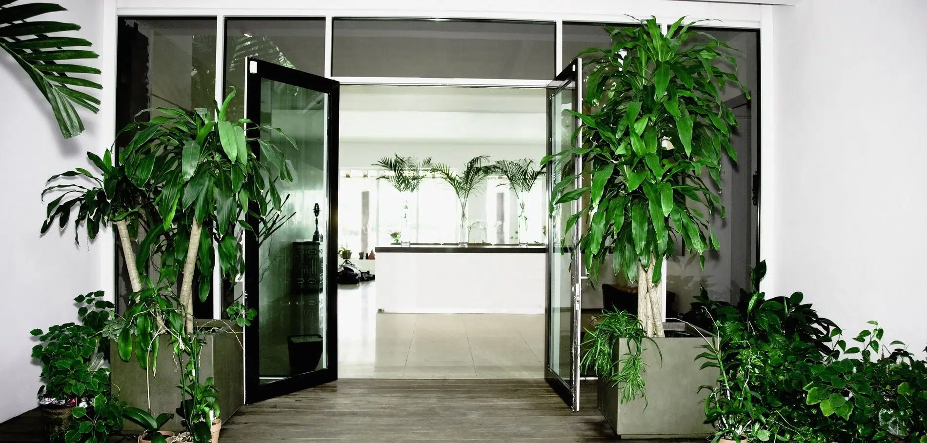 plantes