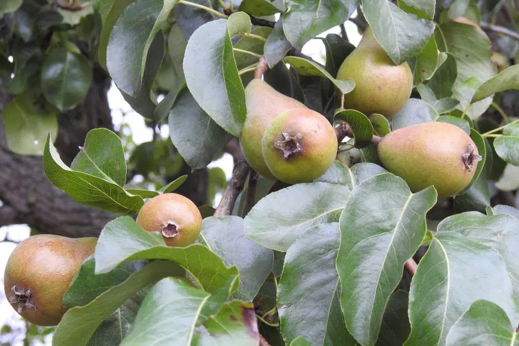 arbres fruitiers