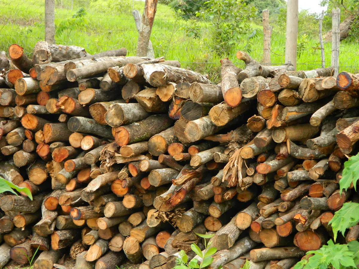 bois de chauffage