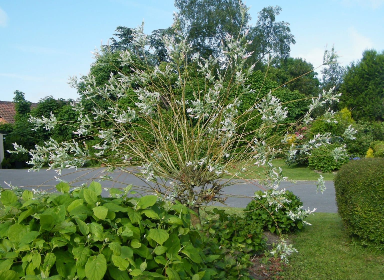 Peut On Tailler Un Saule Crevette En Juillet
