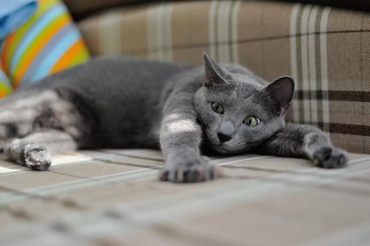 comment nettoyer de la pisse de chat sur un canapé en tissu