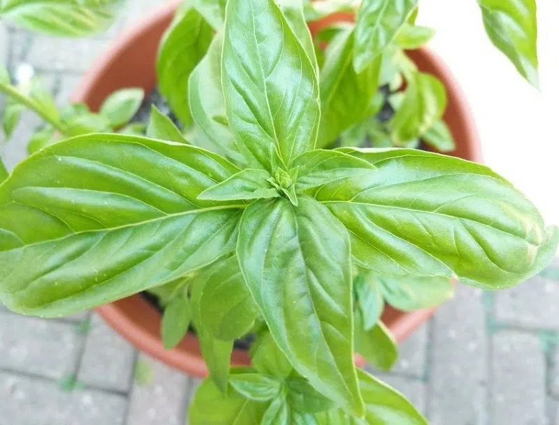Comment conserver le basilic
