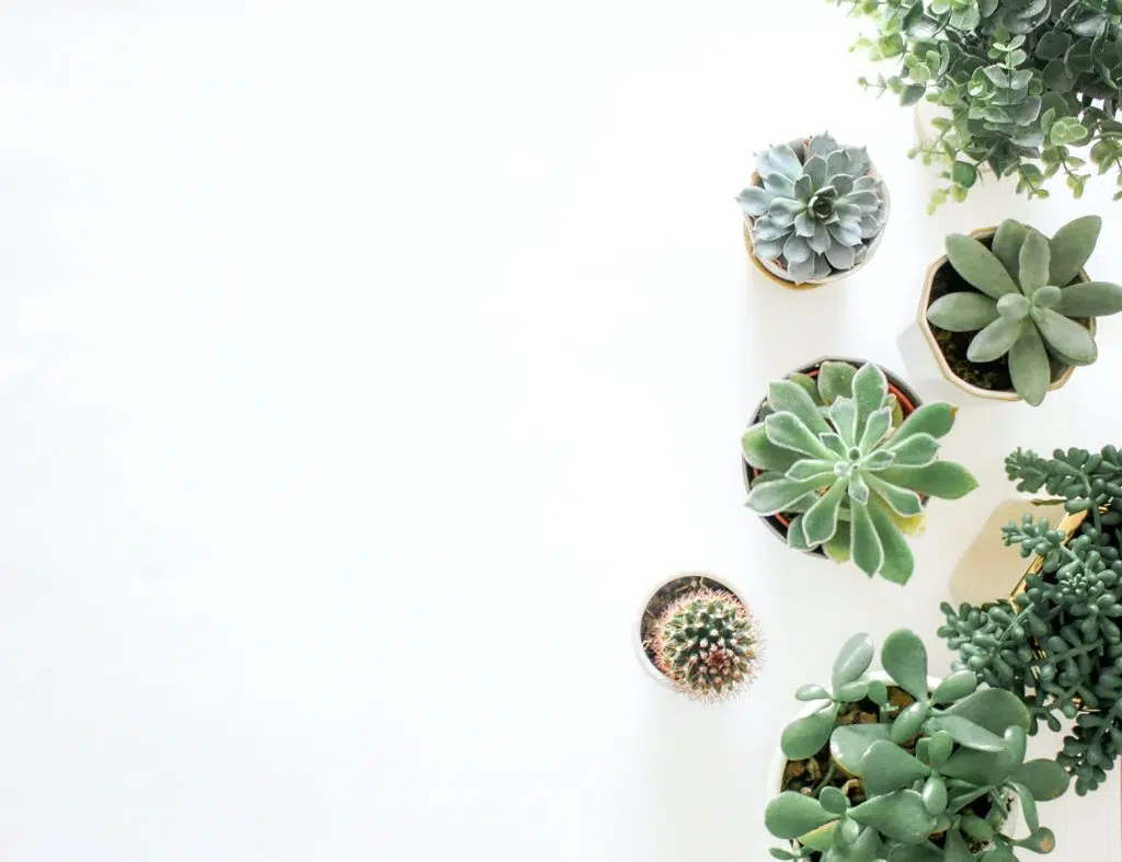 5 petites plantes d’intérieur à adopter à la maison