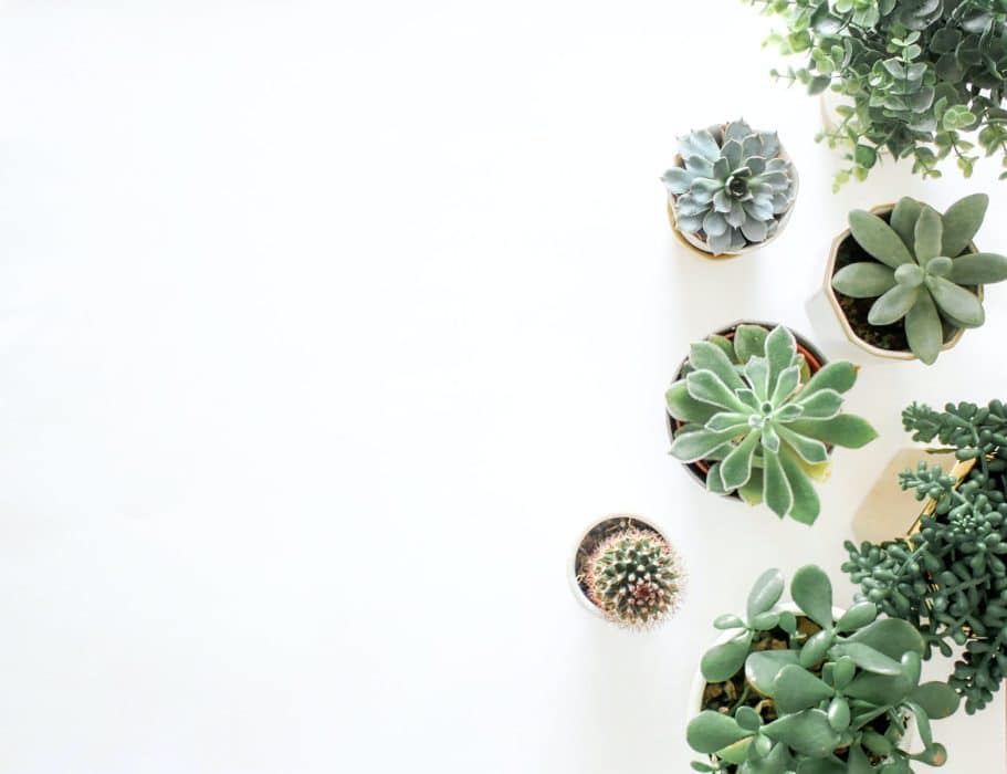5 petites plantes d’intérieur à adopter à la maison
