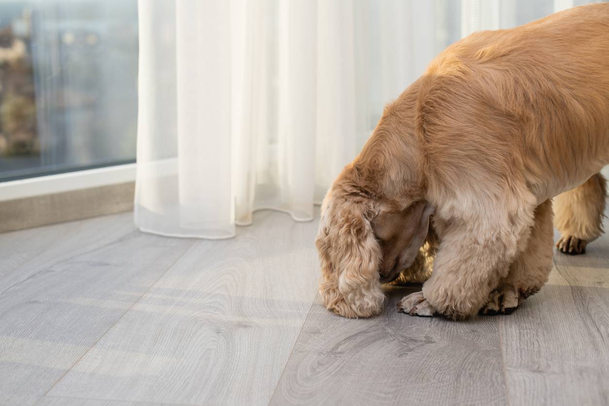 chiens renifleurs pour punaises de lit