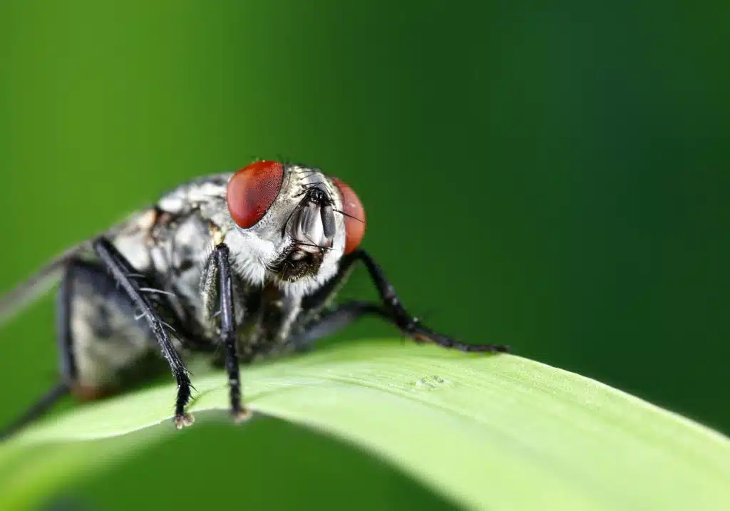 Comment se débarrasser efficacement des invasions de mouches dans la maison