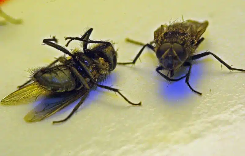 Comment se débarrasser efficacement des invasions de mouches dans la maison