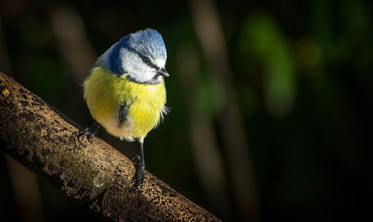 mésange bleue