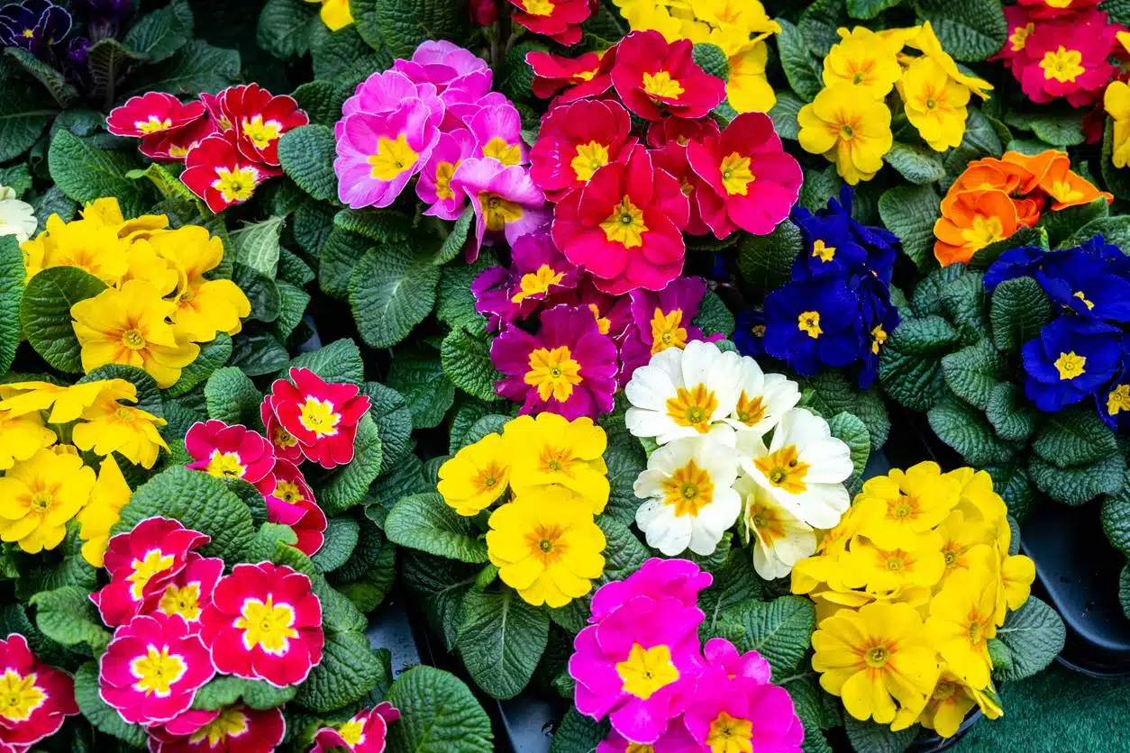 envoyer un bouquet de fleurs à Pâques