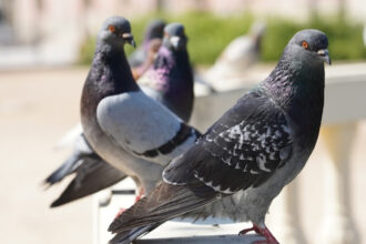 Dépigeonnisation à Strasbourg : solutions rapides et efficaces pour lutter contre les pigeons