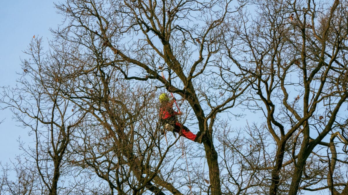 Élagage et abattage d'arbres : enjeux pour votre jardin à Lanta
