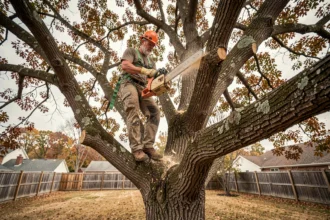 Élagueur professionnel perché dans un grand chêne en train de couper des branches avec une tronçonneuse en milieu résidentiel