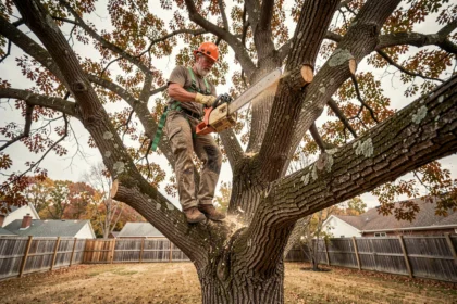 Élagueur professionnel perché dans un grand chêne en train de couper des branches avec une tronçonneuse en milieu résidentiel