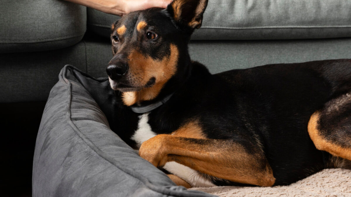 L'importance de choisir un panier pour chien déhoussable