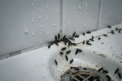 Petites bêtes noires et insectes humidité regroupés dans un coin de salle de bain carrelée humide avec condensation visible